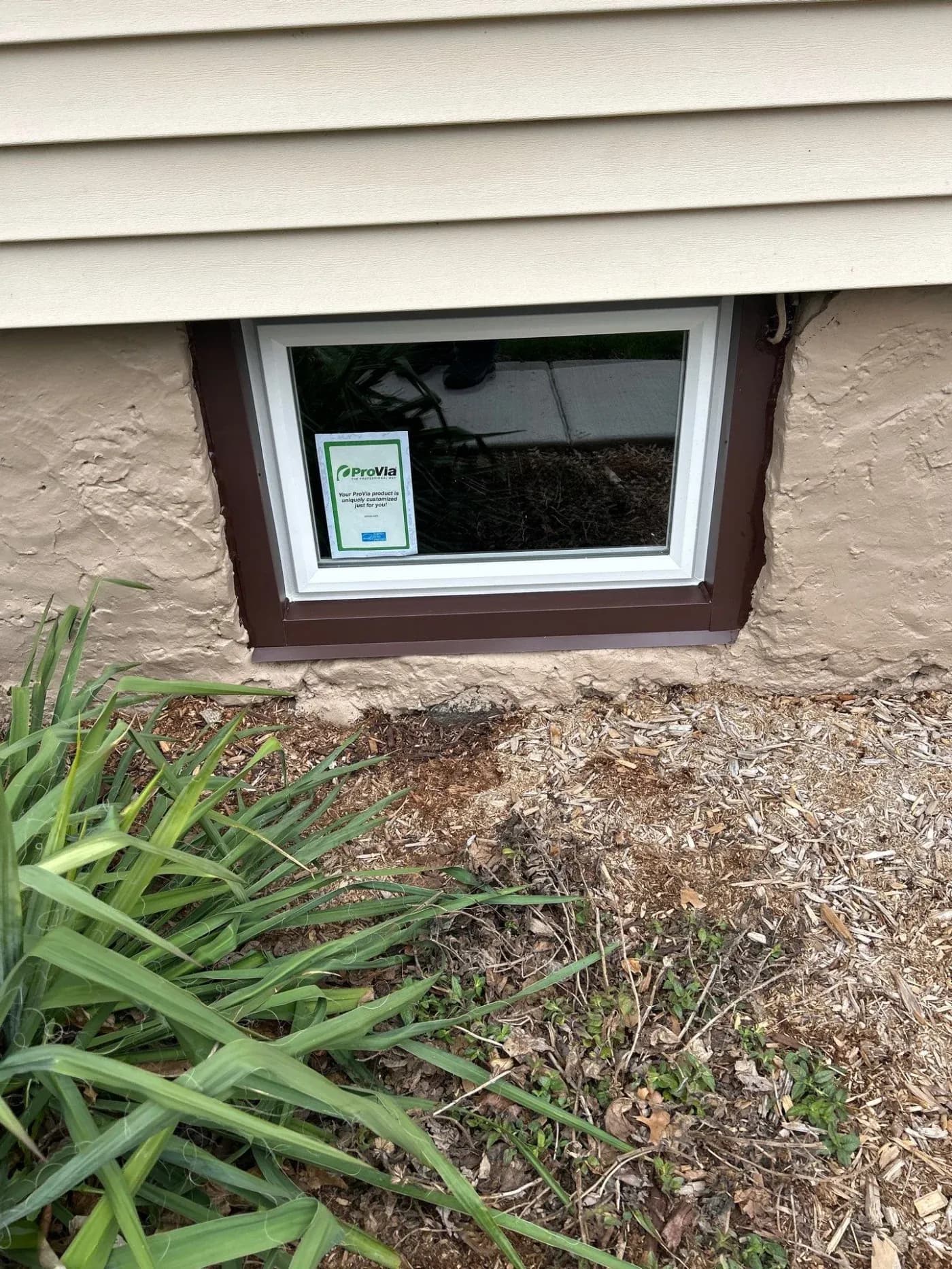 Basement window with white frame set in tan stucco wall, displaying ProVia window sticker, surrounded by mulch and green plant leaves