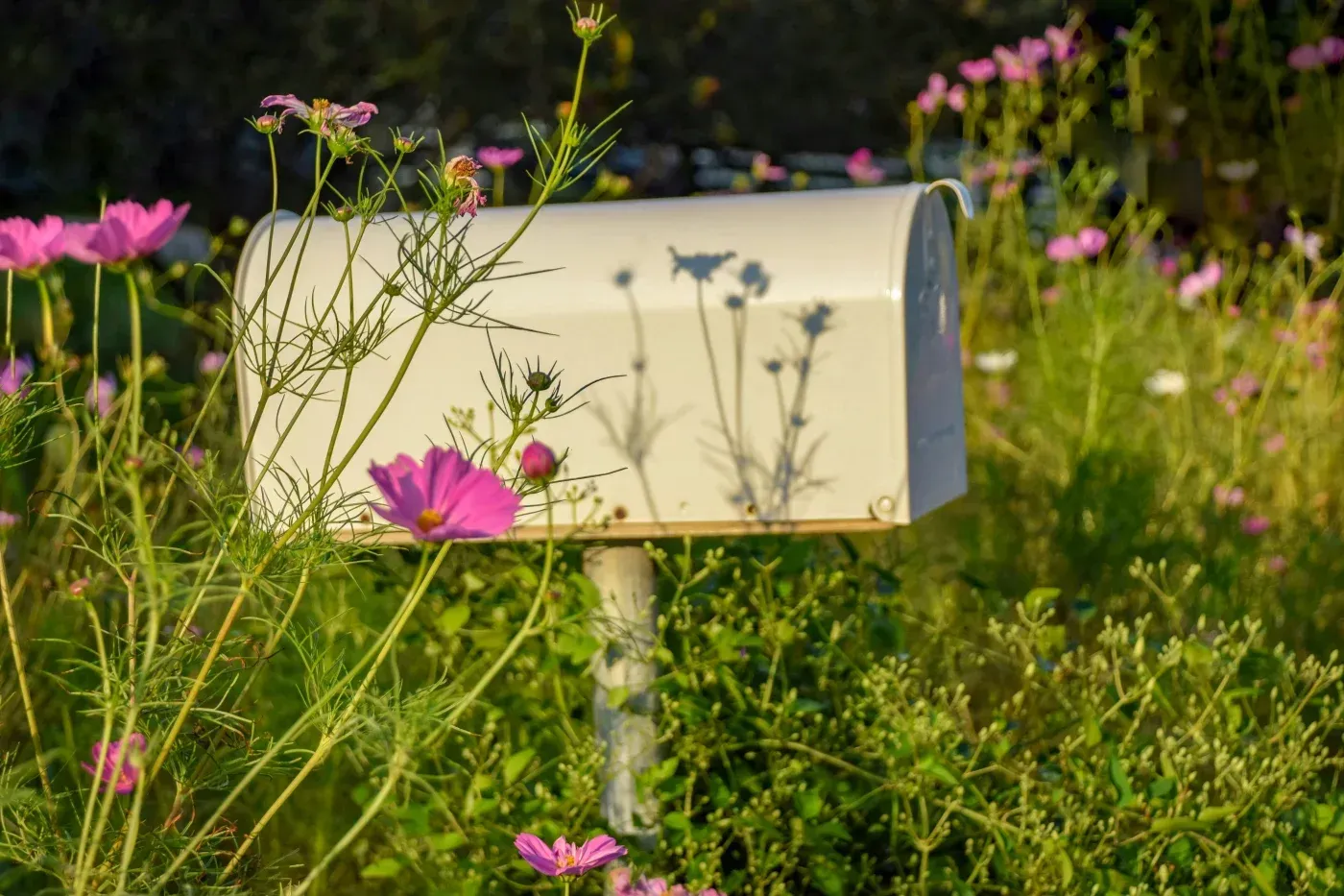 White rural mailbox surrounded by pink wildflowers and lush green plants in warm sunlight.