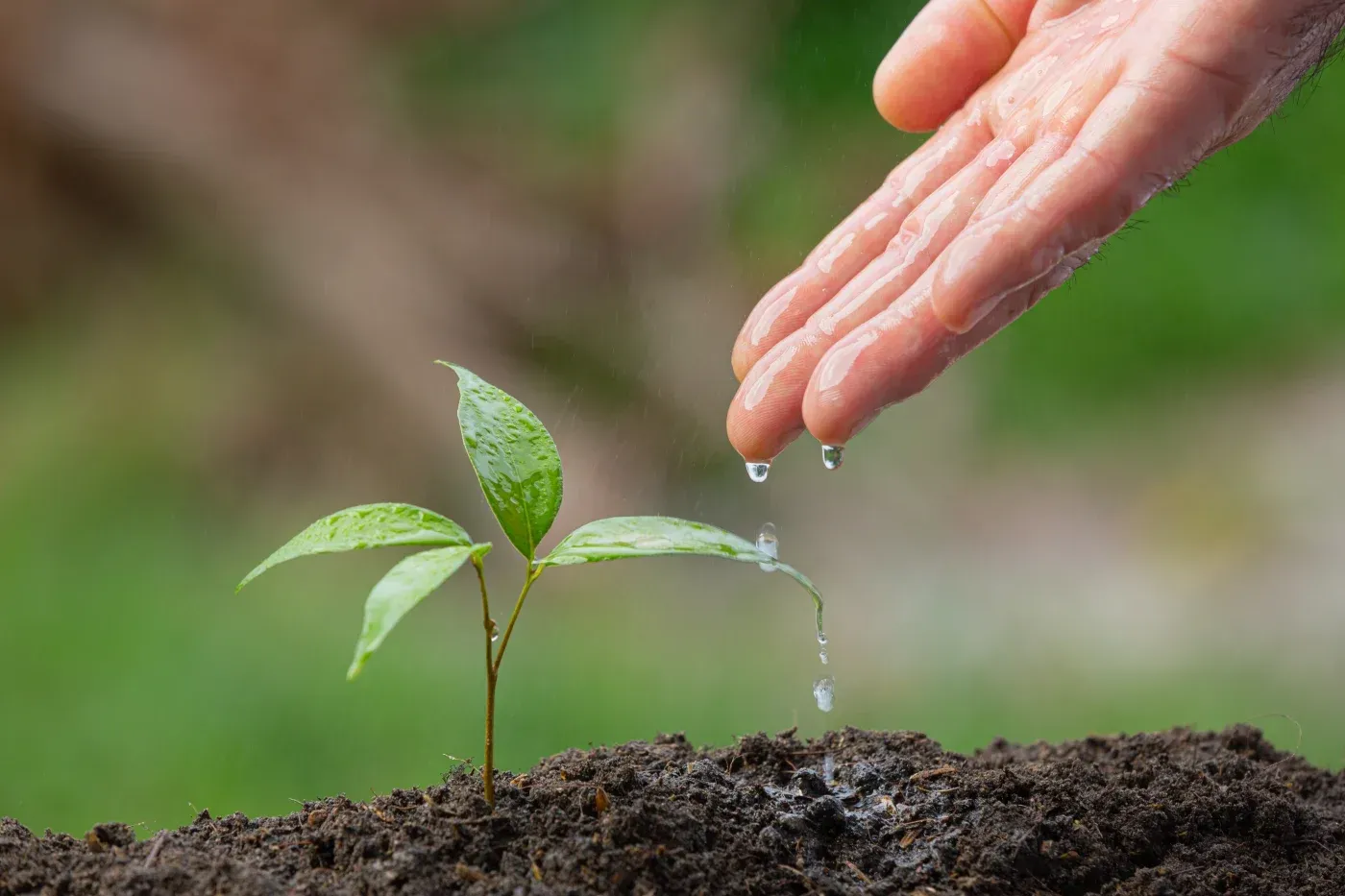 Hand dripping water onto a young green plant growing in soil, symbolizing growth and care.