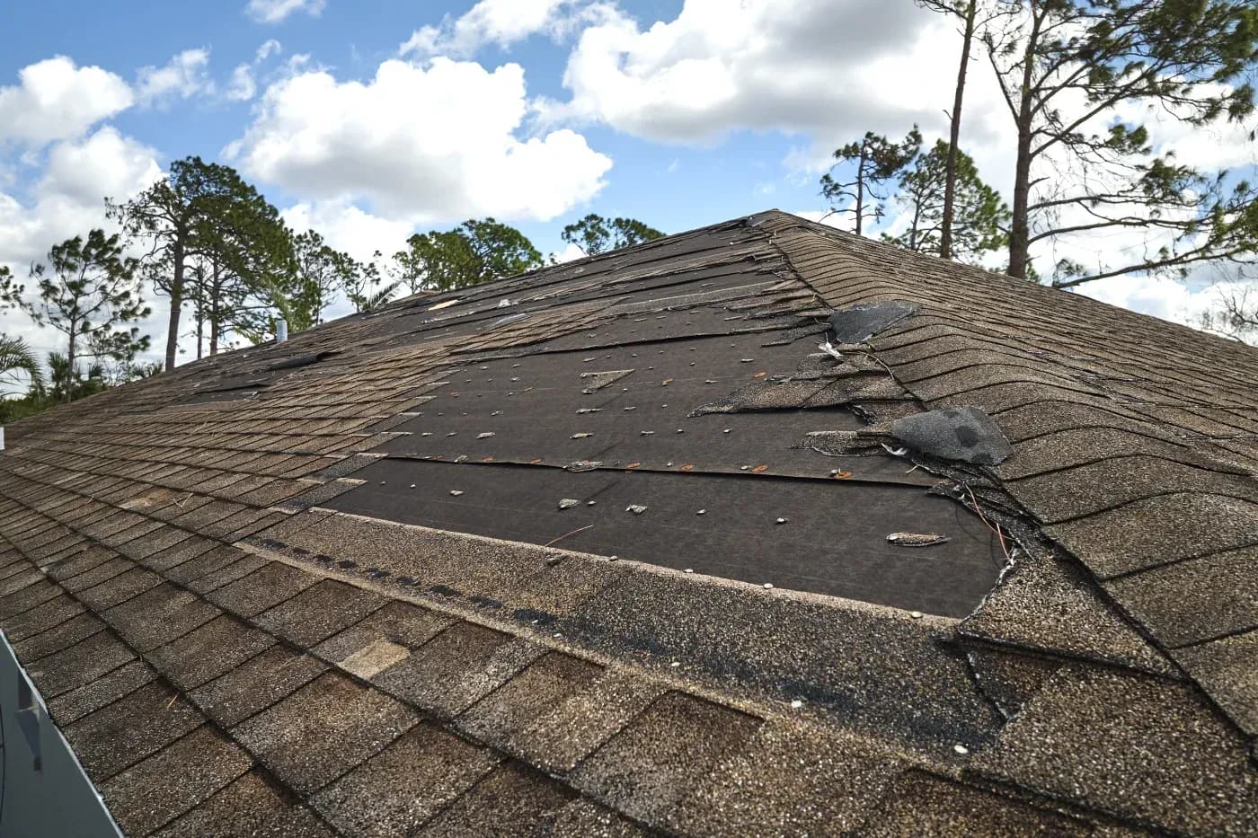 Damaged asphalt roof with torn membrane and exposed underlayment, surrounded by pine trees and blue sky